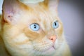 Cat Observation Royalty Free Stock Photo