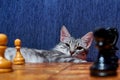 Cat at the old chessboard. White and black chess pawns on the Board near the pet. Smart cat with big ears and a wise expression Royalty Free Stock Photo