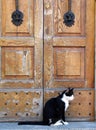 Cat and the old doors Royalty Free Stock Photo