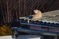 Cat on an old house Royalty Free Stock Photo