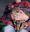 Cat in old man's lap Royalty Free Stock Photo