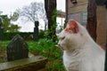 The cat in the old Ottoman tomb.