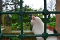 The cat in the old Ottoman tomb.