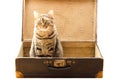 Cat in the old vintage suitcase Royalty Free Stock Photo