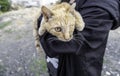 Cat with only one eye Royalty Free Stock Photo