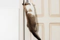 Cat opens the door