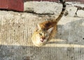 the cat with orange fur looking at the camera Royalty Free Stock Photo