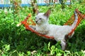 Cat in orange hammock