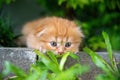 A cat, an orange kitten, with folded ears, lying on a block under a tree, in the yard, inside the house Royalty Free Stock Photo