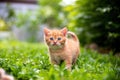 Cat, orange kitten in the grass, looking at the camera curiously. Royalty Free Stock Photo
