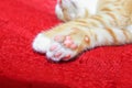 Cat orange. kitten showing pink paw on red background