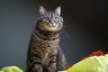 Cat in orange paper holes peeping from torn background,