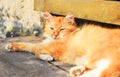 Cat orange relax fluffy pet domestic greeneyes bench sleeppy Royalty Free Stock Photo