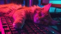 A cat with orange and white fur is resting peacefully on a computer keyboard, its paws gently placed on the keys Royalty Free Stock Photo