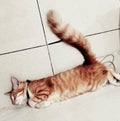 Cat orangecat tail sleeping sleep sleepycat Royalty Free Stock Photo