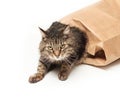 Cat out of the bag Royalty Free Stock Photo