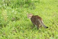 Cat in the outdoor Royalty Free Stock Photo