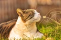 Cat outside Royalty Free Stock Photo