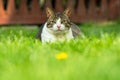 Cat outside sitting in grass