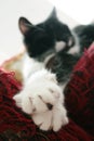 Cat outstretched on sofa