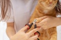 Cat owner is cutting nails for ginger cat, Ginger cat`s paws, The device for trimming cat`s nails Royalty Free Stock Photo