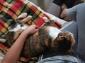 Cat and owner sitting together on sofa. Happy Tortoiseshell or Calico cats sleeping on owner's knee.