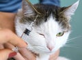 Cat owner at veterinarians vaccination injection