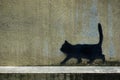 Cat walking painting on old wall Royalty Free Stock Photo
