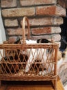 Cat palying by the fire place