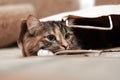 the cat is in a paper bag. Portrait. close-up Royalty Free Stock Photo