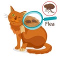 Cat Parasite. Pet Flea Treatment. Spread Of Infection. Pet Veterinary Medicine Vector.