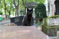 Cat in Paris Montmartre Cemetery