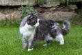 Cat in the park. Grey cat with large fluffy tail walking on green grass Royalty Free Stock Photo