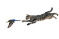 Cat and parrot Royalty Free Stock Photo