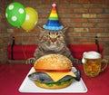 Cat in party hat eats fish burger Royalty Free Stock Photo