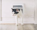 Cat passing through the cat door Royalty Free Stock Photo