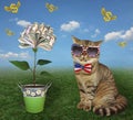 Cat patriot near money flowers 2