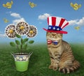 Cat patriot near money flowers