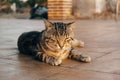Cat with patterned fur sitting on the tiles of the ground Royalty Free Stock Photo