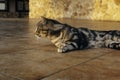 Cat with patterned fur sitting on the tiles of the ground Royalty Free Stock Photo