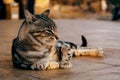 Cat with patterned fur sitting on the tiles of the ground Royalty Free Stock Photo