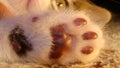 Cat paw | cat paws |The foot of the kitten - footprint