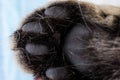 Cat paw closeup