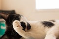 Cat with a paw on face Royalty Free Stock Photo