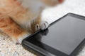 Cat paw of kitten orange-red small on cell phone Royalty Free Stock Photo