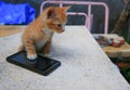 Cat paw of kitten orange-red small on cell phone Select focus with shallow depth of field