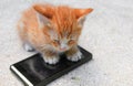 Cat paw of kitten orange-red small on cell phone Select focus with shallow depth of field Royalty Free Stock Photo