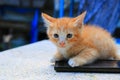 Cat paw of kitten orange-red small on cell phone Select focus with shallow depth of field Royalty Free Stock Photo