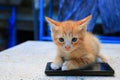 Cat paw of kitten orange-red small on cell phone Select focus with shallow depth of field Royalty Free Stock Photo