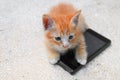 Cat paw of kitten orange-red small on cell phone Select focus with shallow depth of field Royalty Free Stock Photo